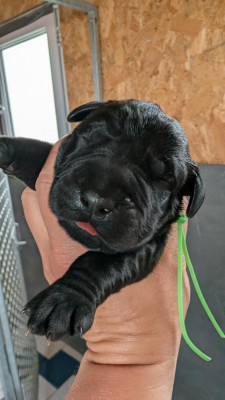 CHIOT 6
