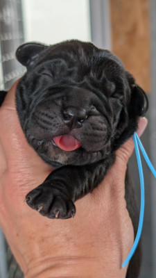 CHIOT 10