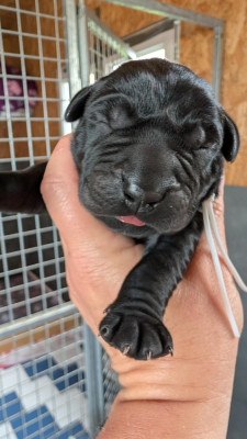 CHIOT 9