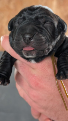 CHIOT 7