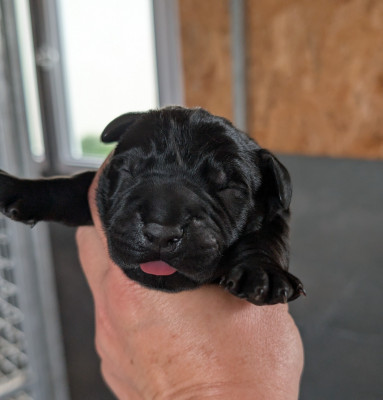 CHIOT 8