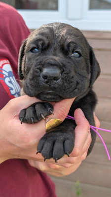 CHIOT 5