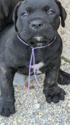 CHIOT 1