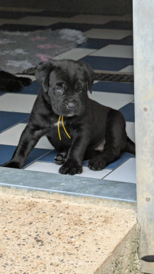 CHIOT 2