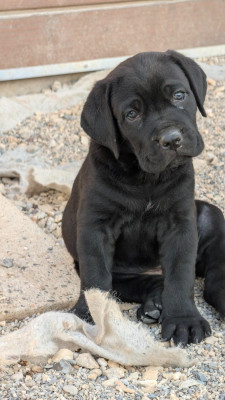 CHIOT 3