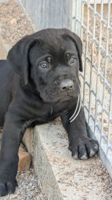 CHIOT 8