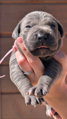 CHIOT 1
