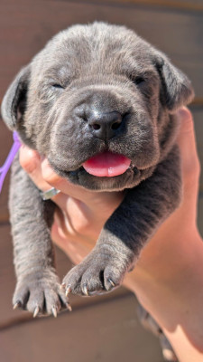 CHIOT 2