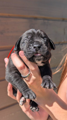 CHIOT 3