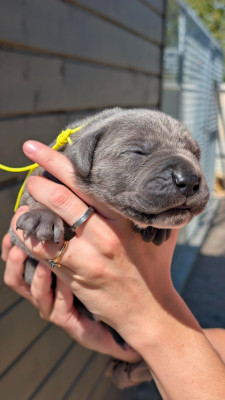 CHIOT 4