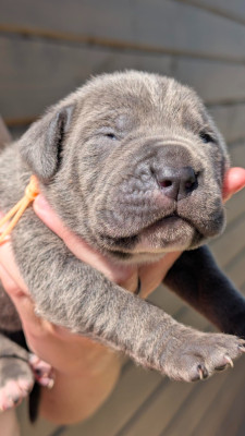 CHIOT 6