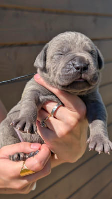 CHIOT 7