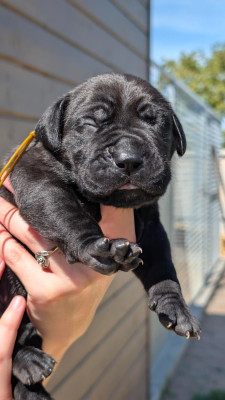 CHIOT 8