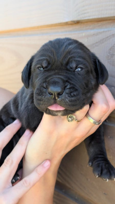 CHIOT 9