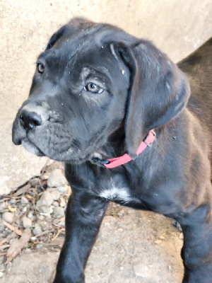 CHIOT