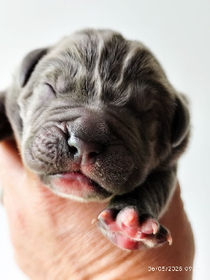 CHIOT