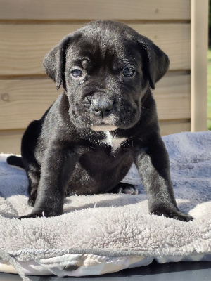 CHIOT