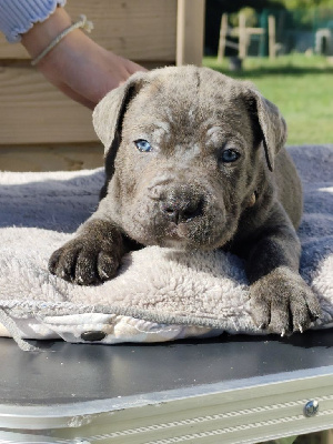 CHIOT