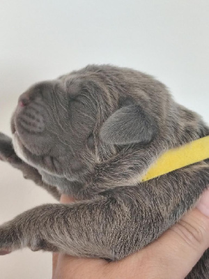 CHIOT
