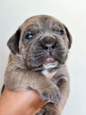 CHIOT