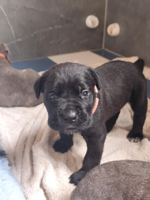 CHIOT