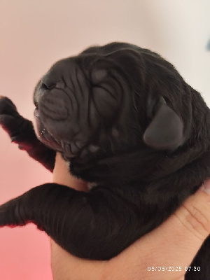 CHIOT