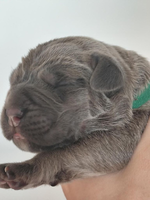 CHIOT