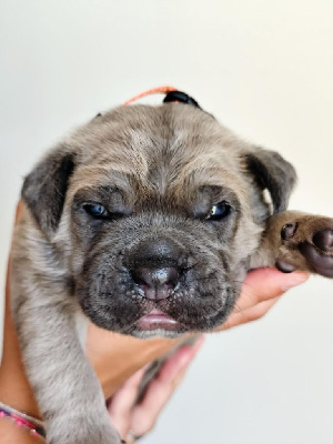 CHIOT