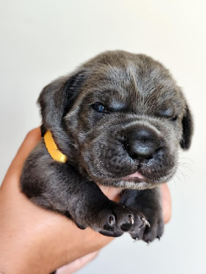 CHIOT