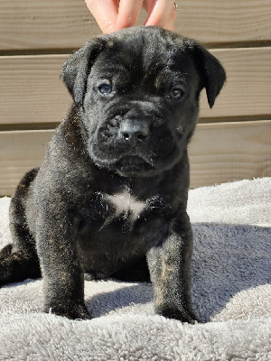CHIOT