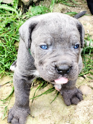 CHIOT