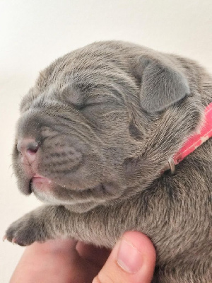 CHIOT