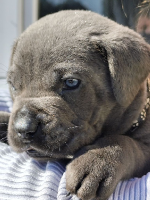CHIOT