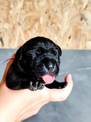 CHIOT