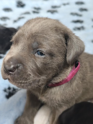 CHIOT