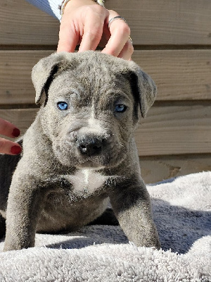 CHIOT