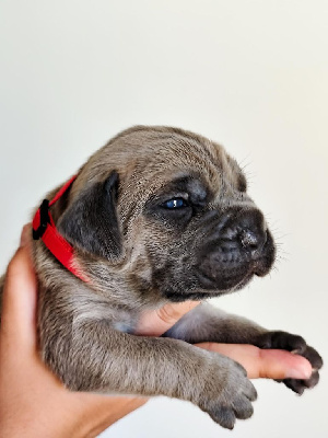 CHIOT
