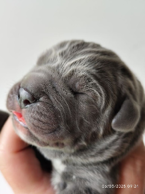 CHIOT
