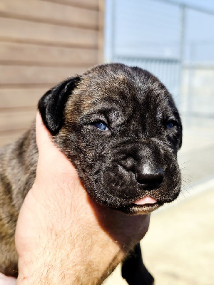 CHIOT