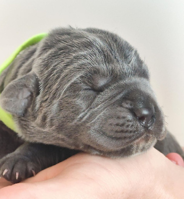 CHIOT