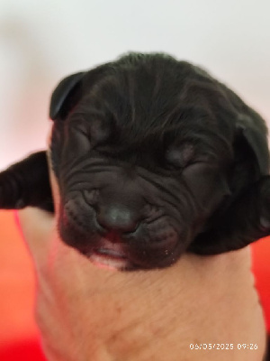 CHIOT