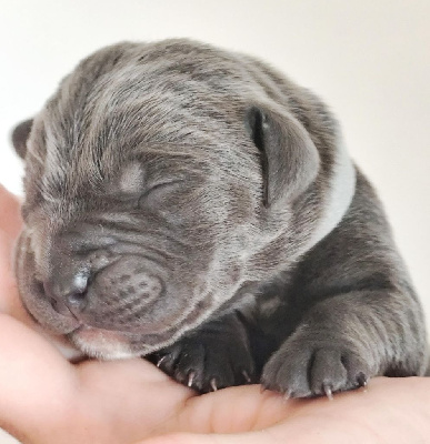 CHIOT
