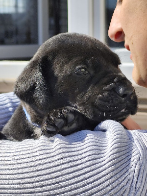 CHIOT