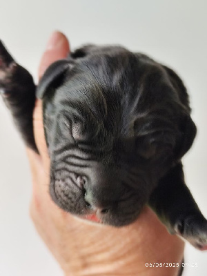 CHIOT