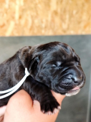 CHIOT