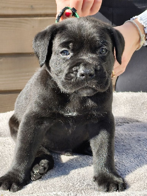 CHIOT