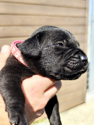 CHIOT