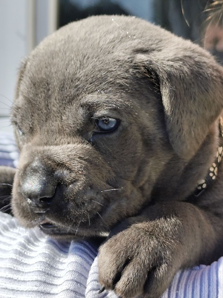 des Légendes de Goliath - Chiots disponibles - Cane Corso