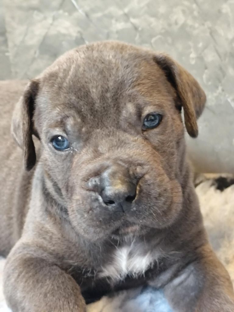 des Légendes de Goliath - Chiots disponibles - Cane Corso
