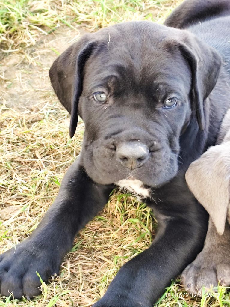 des Légendes de Goliath - Chiots disponibles - Cane Corso